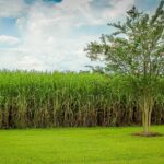Kenya Leases Four State-Owned Sugar Mills