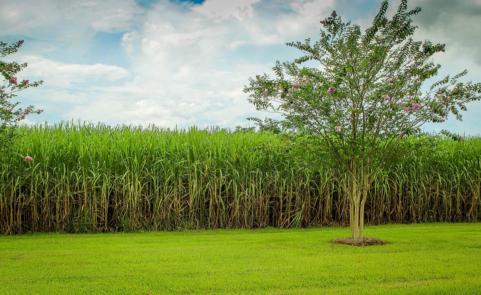 Kenya Leases Four State-Owned Sugar Mills