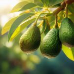 Hass avocado farming in Kenya