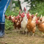 poultry farming in Kenya
