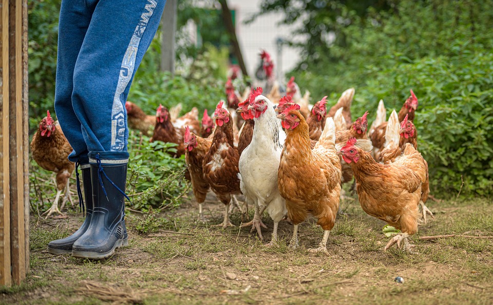 poultry farming in Kenya