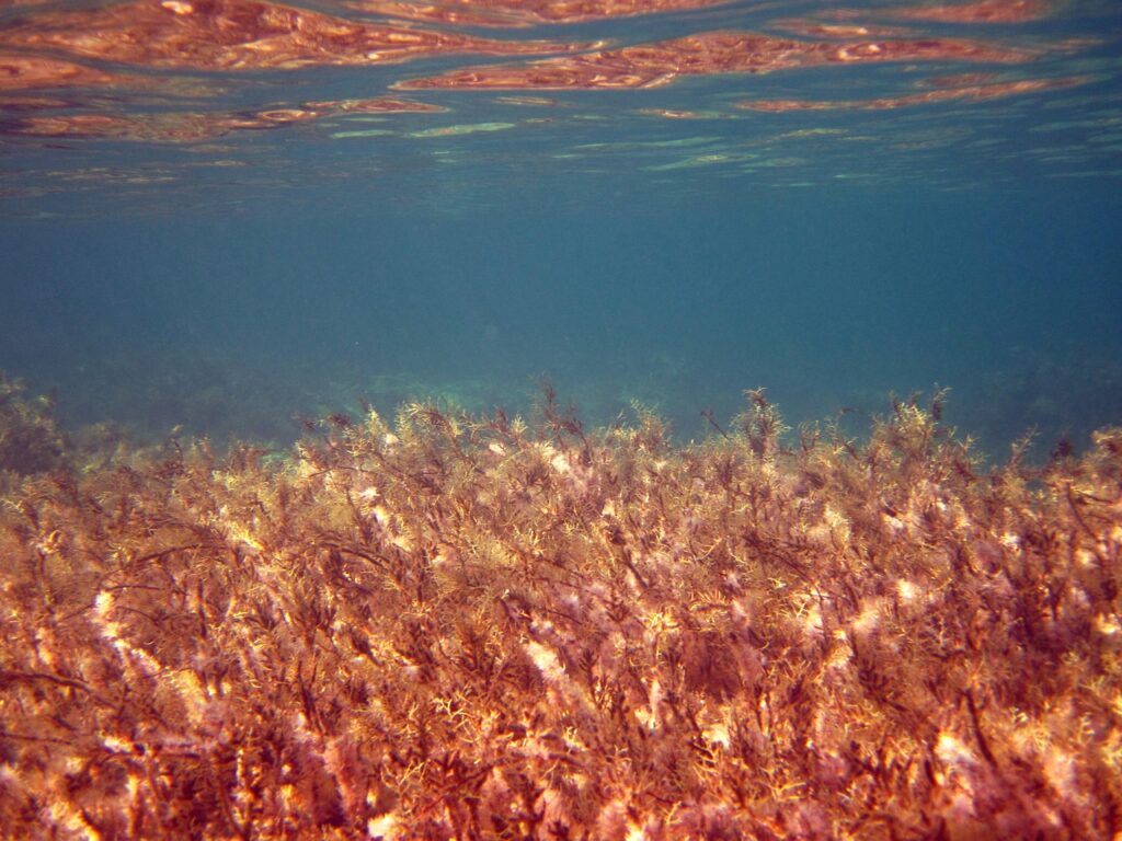 Women Embracing Seaweed Farming