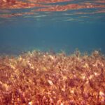 Women Embracing Seaweed Farming