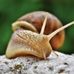 snail farming in Kenya