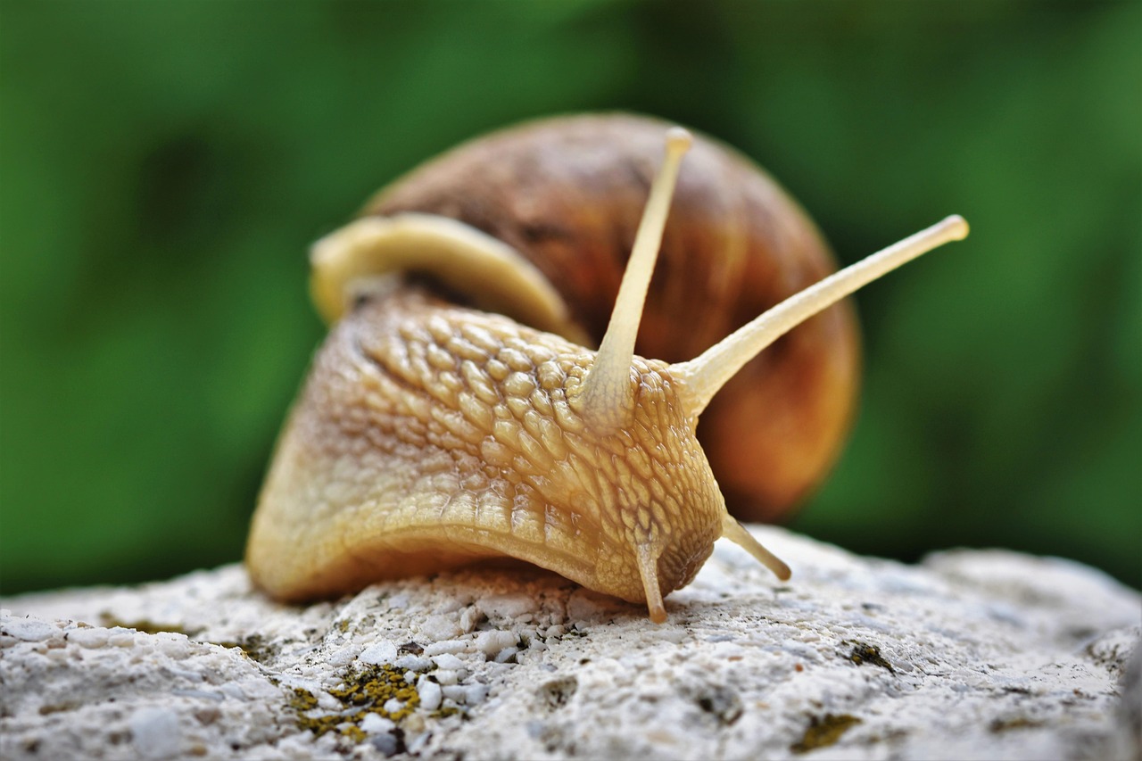 snail farming in Kenya