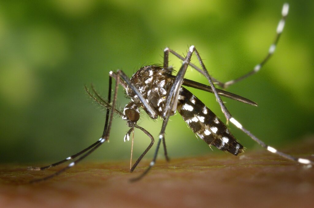 Three Things You Should Know About Mosquitoes