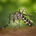 Three Things You Should Know About Mosquitoes