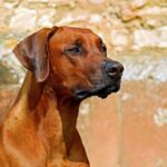 male dogs urinating on objects