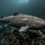 Grenland Shark